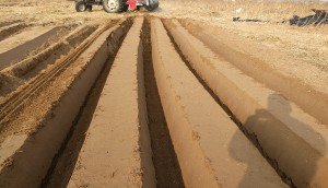 成帆农业红薯起垄机作业视频
