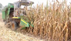 金大豐4YZP-3D玉米收獲機作業視頻