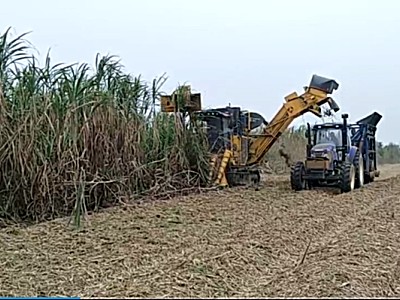 柳工S935T切段式甘蔗收獲機現場演示視頻
