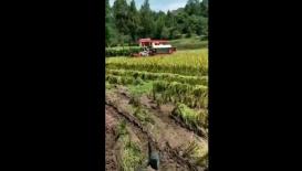 雷沃收获机水稻收割现场视频1