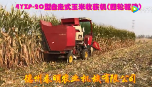 春明两行四驱型和三行履带式玉米收获机作业-作业视频
