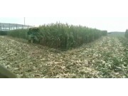一收4YZH-2玉米收獲機作業視頻