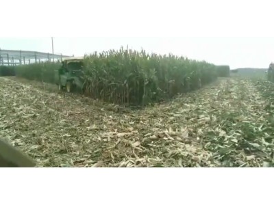 一收4YZH-2玉米收获机作业视频