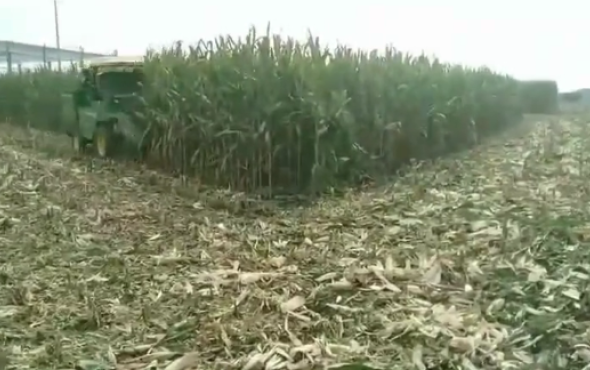 一收4YZH-2玉米收获机作业视频