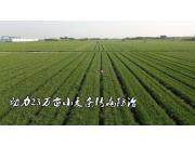 濟(jì)南長(zhǎng)清：40架極飛植保無(wú)人機(jī)齊上陣 助力23萬(wàn)畝小麥條銹病防治