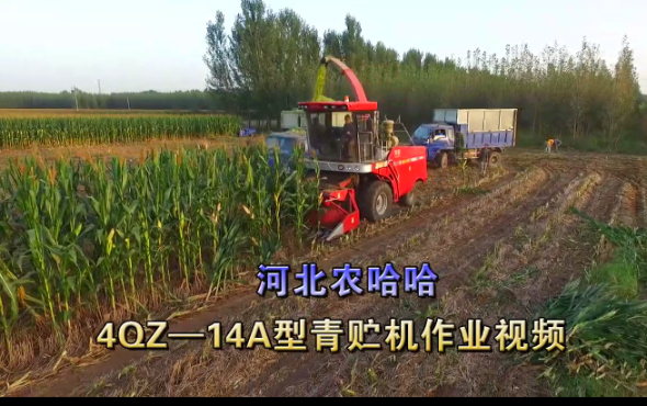 河北農哈哈4QZ-18A青飼料收獲機-作業視頻