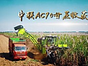 中联AC90大吨位甘蔗收获机作业视频