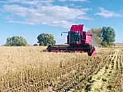 凯斯AF4088收割机水稻收割视频