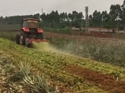 中州兴发热带地区菠萝叶粉碎还田机作业视频