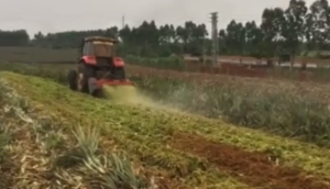 中州兴发热带地区菠萝叶粉碎还田机作业视频